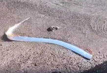 மெக்சிகோ கடற்கரையில் கரை ஒதுங்கிய டூம்ஸ்டே மீனால் மக்கள் அச்சம்