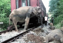 இலங்கையில் ரெயில் மோதியதில் தூக்கி வீசப்பட்டு 6 யானைகள் பலி
