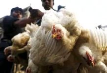ஆந்திராவில் 4 லட்சம் கோழிகள் உயிரிழப்பு: மாதிரிகள் சோதனைக்கு அனுப்பிவைப்பு
