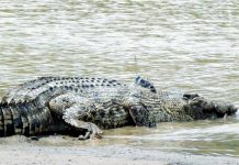 Buaya muncul lagi di pantai Port Dickson