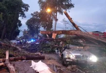 Pokok hempap kereta, lelaki maut