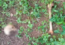 Rangka manusia di ladang sawit