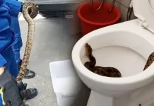 Kanak-kanak dipatuk ular dalam mangkuk tandas