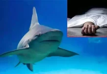 பிலிப்பைன்ஸ்: சுறா தாக்கி ரஷிய சுற்றுலா பயணி உயிரிழப்பு