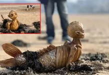 கடல் கன்னி போன்ற மர்ம உயிரினம்; ஆச்சரியத்தில் ஆழ்ந்த இங்கிலாந்து தம்பதி