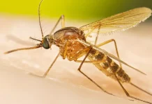 கொசுக்களுக்கு எமனாகும் மனித இரத்தம் – ஆராய்ச்சியாளர்கள் புதிய கண்டுபிடிப்பு