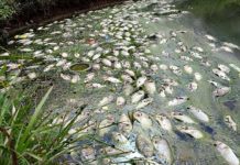 தாமான் புக்கிட் கெம்பாஸில் குளத்தில் நூற்றுக்கணக்கான திலாப்பியா மீன்கள் மடிவு