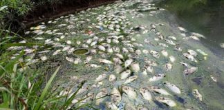 தாமான் புக்கிட் கெம்பாஸில் குளத்தில் நூற்றுக்கணக்கான திலாப்பியா மீன்கள் மடிவு