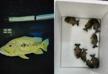 தடைசெய்யப்பட்ட மீன்கள் இணையத்தில் விற்பனை; பெட்டாலிங் மாவட்டத்தில் இரு மீன் கடைகள் கண்டுபிடிப்பு