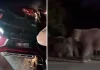 Suami isteri cedera, kenderaan dipandu terlanggar gajah di Kota Tinggi