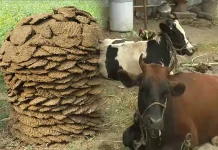 மாட்டு சாணத்தை பல கோடி ரூபாய்க்கு ஏற்றுமதி செய்யும் இந்தியா