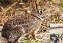 முயல் வேட்டைக்கு சென்றபோது தவறுதலாக நண்பனை சுட்டுக்கொன்ற இளைஞர் – அதிர்ச்சி சம்பவம்