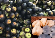 வெளிநாடுகளில் ‘ஐஸ் ஆப்பிள்’ என்ற பெயரில் நுங்கு விற்பனை