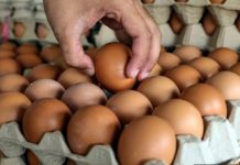 ஆகஸ்ட் 1 முதல் கோழி முட்டைகளுக்கான மானியங்களை முற்றிலுமாக நிறுத்த அரசாங்கம் முடிவு