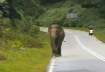 Gajah muncul di Kuala Gris – Penduduk cemas
