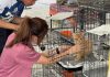 SPCA Selangor selamatkan 30 kucing, lima anjing