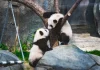 Pasangan panda baharu dari China Ke Malaysia bagi 10 tahun