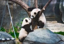 Pasangan panda baharu dari China Ke Malaysia bagi 10 tahun