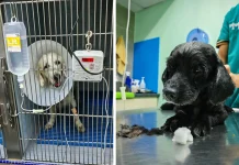 Haiwan peliharaan diselamatkan, pemilik diminta tampil