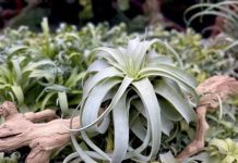 கிளந்தானில் 5 மில்லியன் ரிங்கிட் மதிப்புள்ள கடத்தப்பட்ட தாவரங்களை GOF பறிமுதல் செய்தது