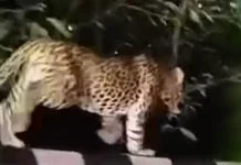 திருப்பதி மலையில் சிறுத்தைகள் நடமாட்டம்; பக்தர்களை பாதுகாக்க தேவஸ்தான நிர்வாகம் புதிய முடிவு