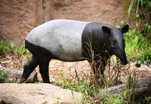 சாலை விபத்துக்களில் அதிகம் பாதிக்கப்படும் விலங்காக தாபீர் உள்ளது