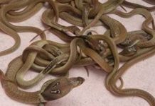 வீட்டின் சமையலறையில் எட்டு நாக பாம்புக் குட்டிகள் கண்ட தம்பதியினர் அதிர்ச்சி