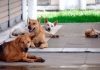 Masalah anjing liar tanggungjawab kerajaan – MB N Sembilan