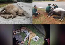 2,361 hidupan liar mati dilanggar