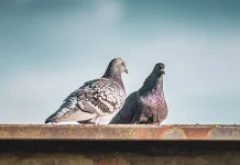 புறாக்களுக்கு உணவளிக்கும் தடையை மீறியதற்காக ஏழு நபர்கள் மீது வழக்கு