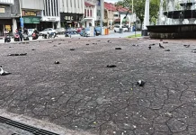 ஈப்போவில் நூற்றுக்கணக்கான புறாக்களின் இறப்பிற்கு தொற்று நோய் காரணமல்ல; DVS கூறுகிறது.