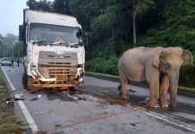லோரி மோதி குட்டி யானை இறப்பு; வேக கட்டுப்பாடு உள்ளிட்ட விஷயங்களில் கவனம் செலுத்த வேண்டும்; ஆர்வலர்