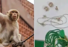 ரூ. 20 லட்சம் மதிப்புள்ள நகைகள் இருந்த பையை பறித்துச்சென்ற குரங்கு