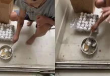 என்ன கொடுமை சார் இது! ஆன்லைனில் ஆர்டர் செய்த முட்டை… பார்சலைப் பிரித்த இளைஞருக்கு ஷாக்