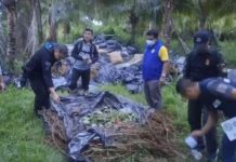 தாய்லாந்து டுரியான் பண்ணைகளில் 620 கஞ்சா மூட்டைகள் பறிமுதல்