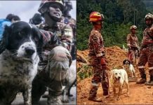 Penugasan 16 anjing baharu dari UK bermula November – KP Bomba
