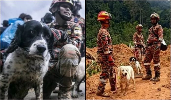 anjing bomba 3
