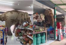 மளிகைக் கடைக்குள் புகுந்த யானை: தாய்லாந்தில் சம்பவம்