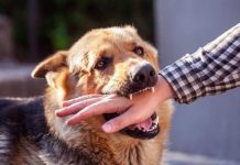 தமிழகத்தில் வெறிநாய்க்கடியால் 4.8 லட்சம் பேர் பாதிப்பு; 40 பேர் உயிரிழப்பு