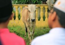 ஹஜ்ஜுப் பெருநாள்: பலியிடுதல் சடங்கிற்கு கால்நடை விநியோகம் போதுமானதாக இருக்கும்