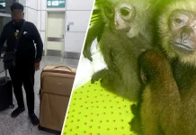 Cuba seludup empat ungka tangan hitam Lelaki ditahan di KLIA