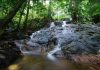 FRIM Forest Park Selangor disenarai Tapak Warisan Dunia Unesco