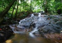 FRIM Forest Park Selangor disenarai Tapak Warisan Dunia Unesco