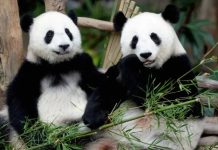 மலேசியா புதிய ராட்சத பாண்டாக்களை வரவேற்கிறது