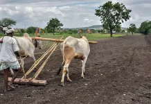 மராட்டியம்: 2 மாதங்களில் 479 விவசாயிகள் தற்கொலை