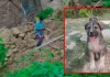நிலச்சரிவில் உருக்குலைந்த கிராமம் – சத்தம் எழுப்பி 67 பேரின் உயிர்களை காப்பாற்றிய நாய்