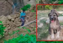 நிலச்சரிவில் உருக்குலைந்த கிராமம் – சத்தம் எழுப்பி 67 பேரின் உயிர்களை காப்பாற்றிய நாய்