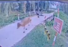 மாடு அடித்து பாலத்தில் இருந்து விழுந்த பண்ணை மேற்பார்வையாளர் உயிரிழப்பு