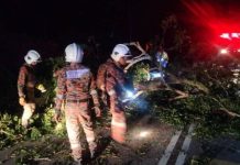 Warga Pakistan maut dihempap pokok akibat ribut