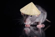 சந்தைகளிலுள்ள எலிகளை பிடித்தால் 3 ரிங்கிட் கிடைக்குமாம்- சிலாங்கூர் DBKL